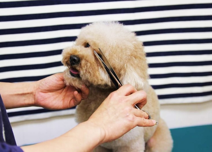 気持ち良くトリミング施術を受ける犬